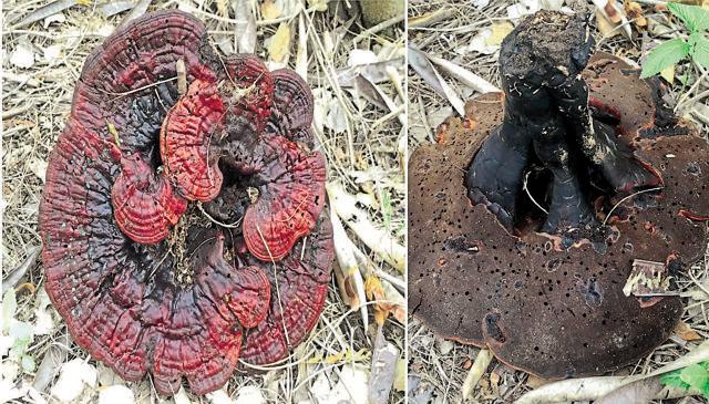 The uprooted specimen of a Reishi mushroom in the Patiala ki rao forest. Seen as it grows (left); and (right) the mushroom upside down showing the stalk. (Vikram Jit Singh ) The uprooted specimen of a Reishi mushroom in the Patiala ki rao forest. Seen as it grows (left); and (right) the mushroom upside down showing the stalk. (Vikram Jit Singh )