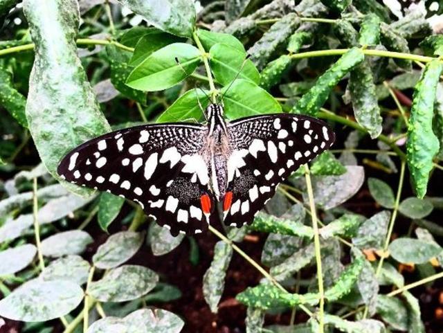 Alia Bhatt took this picture of a butterfly and captioned it ‘Better-fly Butterfly’. (Instagram) 