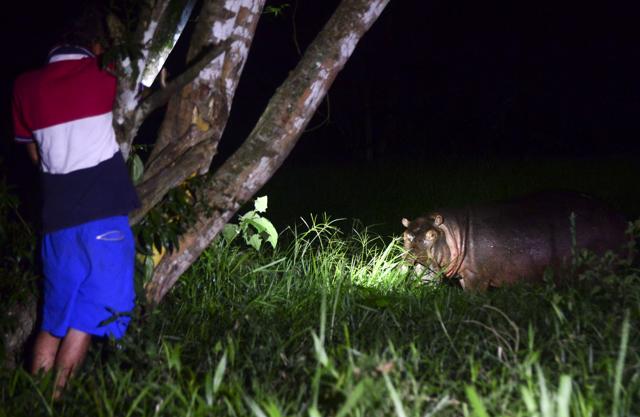 A hippo feeds at a farm on the outskirts of Doradal, Antioquia department, Colombia, near the Hacienda Napoles theme park, once the private zoo of drug kingpin Pablo Escobar at his Napoles ranch. (AFP) A hippo feeds at a farm on the outskirts of Doradal, Antioquia department, Colombia, near the Hacienda Napoles theme park, once the private zoo of drug kingpin Pablo Escobar at his Napoles ranch. (AFP)