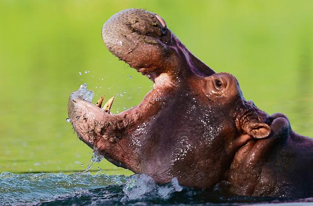 A hippo is seen at the Hacienda Napoles theme park. (AFP) A hippo is seen at the Hacienda Napoles theme park. (AFP)