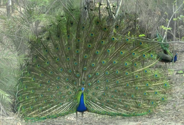 There are 13 species in the zoo. It includes two tigers, one black bear, three jackals, 10 sambars, three black bucks, a barking dear, eight porcupines, 40 ducks, 15 silver doves, eight parrots, five emus and 30 budgerigars. (Sikander Singh Chopra /HT Photo)