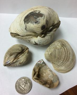 This handout picture received on July 5, 2016 from The University of Michigan shows four bivalve specimens from Antarctica’s Seymour Island analyzed in the University of Michigan-led study, showing the range of sizes of the different mollusks. (AFP) This handout picture received on July 5, 2016 from The University of Michigan shows four bivalve specimens from Antarctica’s Seymour Island analyzed in the University of Michigan-led study, showing the range of sizes of the different mollusks. (AFP)