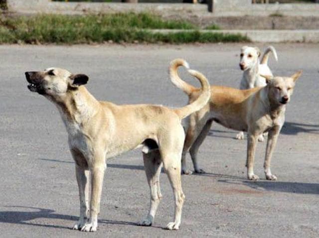 It's a dog's life for strays: Tamil Nadu incident shows animal cruelty rising | Latest News India - Hindustan Times It's a dog's life for strays: Tamil Nadu incident shows animal cruelty rising | Latest News India - Hindustan Times