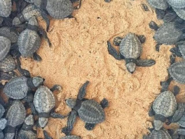Chef Ben McRae posted this image of Nihiwatu on Instagram. “Time to release some new life into the ocean,” he wrote.   (instagram) 