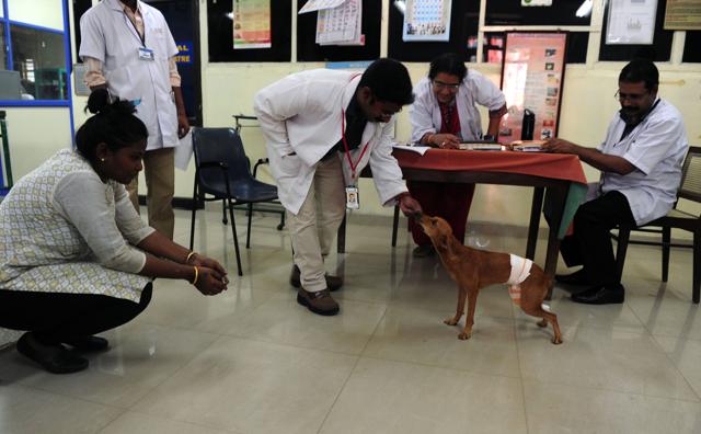 The dog being fed by the vets after being treated at the Veterinary University Hospital. (AFP)