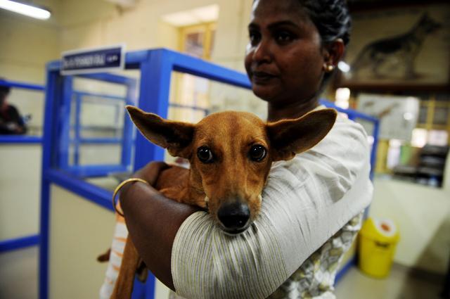 Police in Tamil Nadu have arrested two medical students, an inspector said after video of one flinging a stray dog from the balcony of a two-storey building went viral, sparking outrage. (AFP Photo)