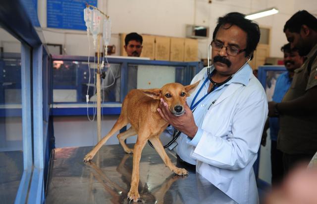 A vet treats the injured dog at Tamil Nadu Veterinary University Hospital in Chennai. (AFP Photo)