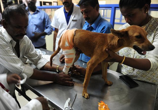 The dog has a fracture in one of her legs because of the incident. (AFP Photo)