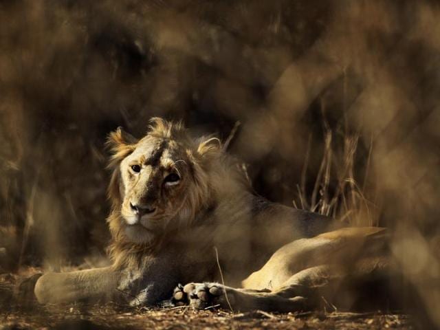 The translocation of lions from Gujarat’s Gir to MP’s Palpur Kuno Sanctuary has been delayed by over three years despite a Supreme Court order. (AP file photo) The translocation of lions from Gujarat’s Gir to MP’s Palpur Kuno Sanctuary has been delayed by over three years despite a Supreme Court order. (AP file photo)