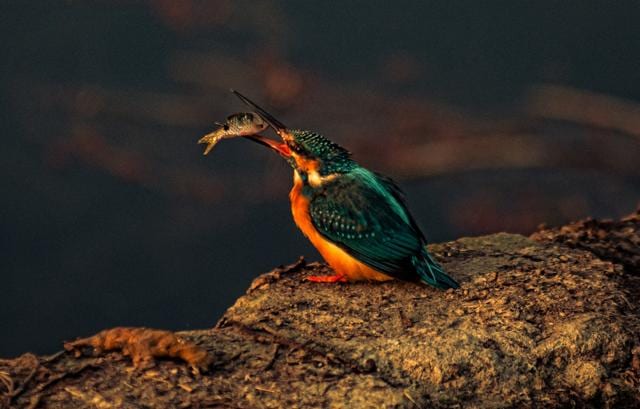 A kingfisher holds a prey at Dal Lake in Kashmir. (Getty Images) A kingfisher holds a prey at Dal Lake in Kashmir. (Getty Images)