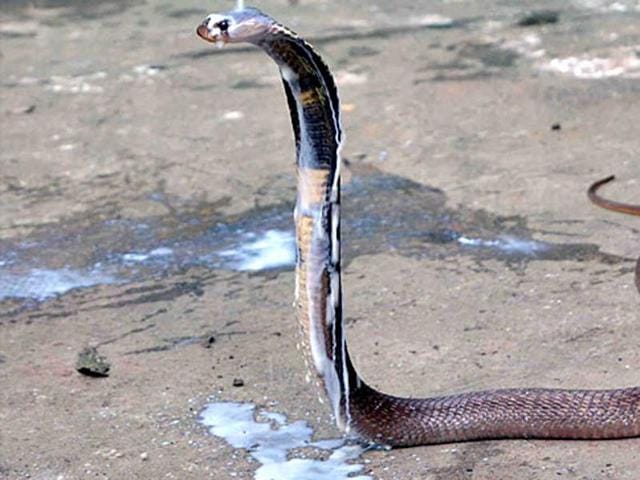 The cobra was spotted on Monday, but has not been captured yet. (Picture for representative purpose only) The cobra was spotted on Monday, but has not been captured yet. (Picture for representative purpose only)