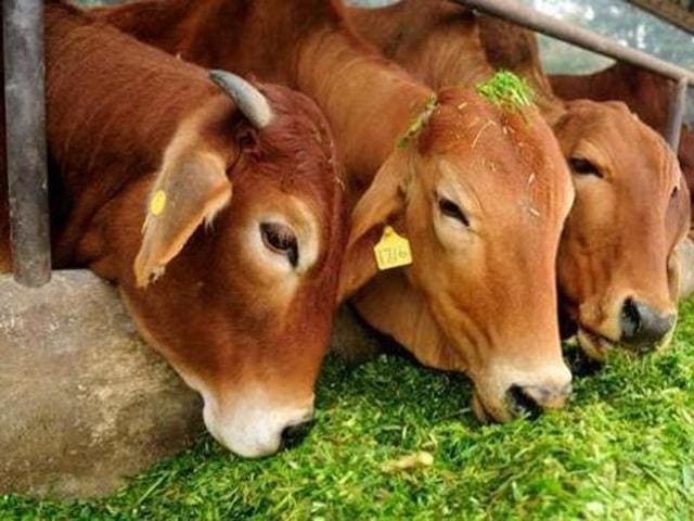 Haryana Gau Sewa Ayog has proposed the government to levy Rs.2,100 on booking of banquet hall, 5 percent cess on collection of entertainment tax, Re 1 per bag of foodgrain and sought 50 per cent collections of donations from state-managed temples for creation of funds for the upkeep of cows in the state ((HT Representative Photo)) Haryana Gau Sewa Ayog has proposed the government to levy Rs.2,100 on booking of banquet hall, 5 percent cess on collection of entertainment tax, Re 1 per bag of foodgrain and sought 50 per cent collections of donations from state-managed temples for creation of funds for the upkeep of cows in the state ((HT Representative Photo))