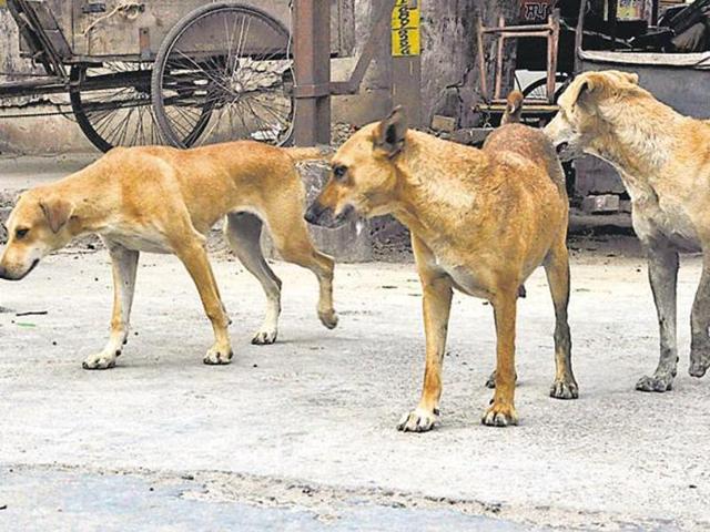 Representative image of stray dogs (HT File) Representative image of stray dogs (HT File)