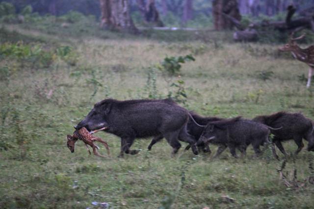  (Photo: Mohammed Shujath)