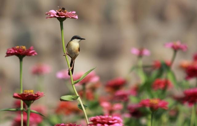 An Ashy prinia perched on Zinnia blooms at the Garden of Silence, Sukhna lake. (Photo: Murali Ramalingam) An Ashy prinia perched on Zinnia blooms at the Garden of Silence, Sukhna lake. (Photo: Murali Ramalingam)