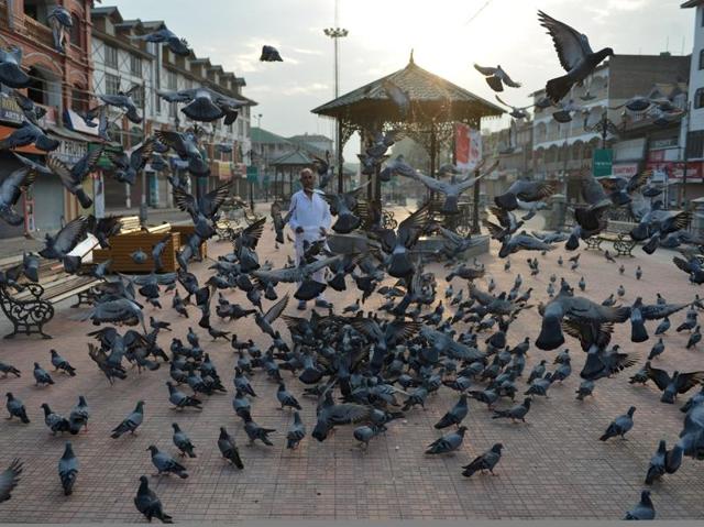 A man feeds pigeons early morning during a curfew in Srinagar on July 10. (AFP) A man feeds pigeons early morning during a curfew in Srinagar on July 10. (AFP)
