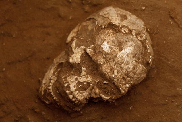 A skull is unearthed during excavation at the first-ever Philistine cemetery at Ashkelon National Park in southern Israel on June 28, 2016. (REUTERS) A skull is unearthed during excavation at the first-ever Philistine cemetery at Ashkelon National Park in southern Israel on June 28, 2016. (REUTERS)