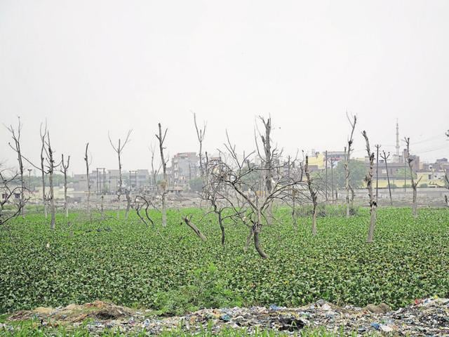 Despite regular plantation drives, data shows that the forest cover of Ghaziabad district has shrunk from 116 sq km in 2001 to 49 sq km in 2015. (Sakib Ali/HT Photo) Despite regular plantation drives, data shows that the forest cover of Ghaziabad district has shrunk from 116 sq km in 2001 to 49 sq km in 2015. (Sakib Ali/HT Photo)