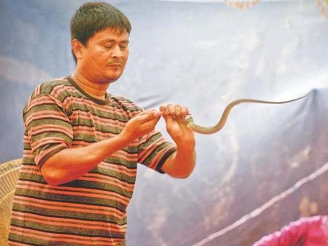 The performer Talib skinning a snake during his performace 'the snake eating man'.(Source: The Dawn)