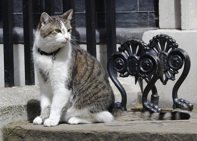 Larry, the Downing Street cat sits on the steps of 10 Downing Street in London, after Britain's Prime Minister David Cameron left to face prime minister's questions for the last time. (AP Photo)