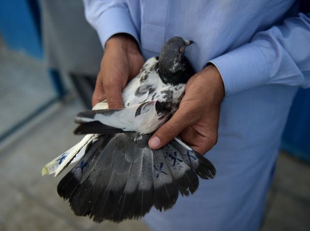 Pakistan S Pigeon Racers Almond Whisky Fed Birds Race To Prove Their Worth Hindustan Times 5 most beautiful pigeons | most expensive pigeons. almond whisky fed birds race to prove