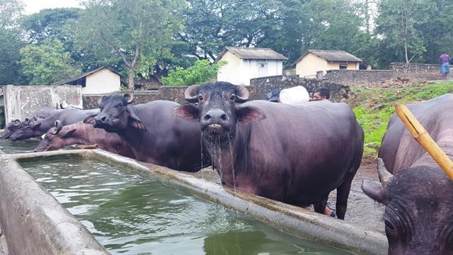 Buffaloes near the Powai lake. (HT Photo) Buffaloes near the Powai lake. (HT Photo)