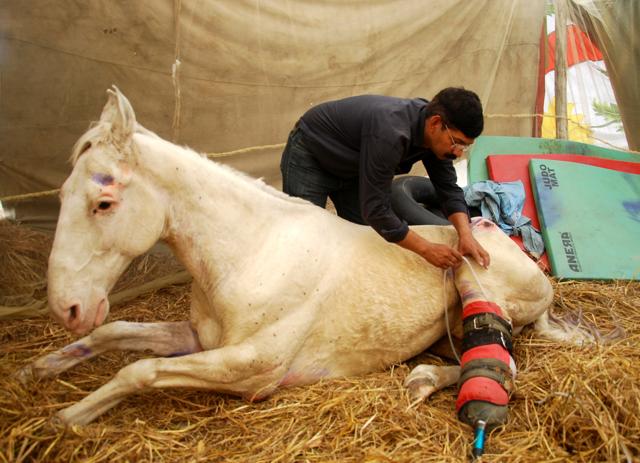 Shaktiman died in April, almost a month after losing a hind leg from a brutal beating, allegedly at the hands of Joshi during a protest.(HT File Photo)