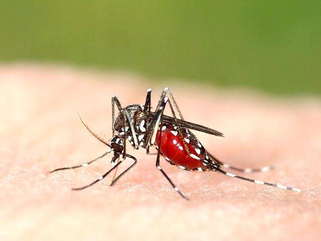 Last year, the state reported 442 cases of dengue, with two deaths. This year, 14,203 cases of dengue have come to light and two deaths reported so far.(HT file Photo) Last year, the state reported 442 cases of dengue, with two deaths. This year, 14,203 cases of dengue have come to light and two deaths reported so far.(HT file Photo)