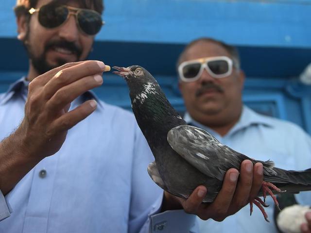 A Pakistani racing pigeon’s owner feeds it after a day of flying during the pigeon race national championship in Islamabad. Bird cages and enthusiasts can be found on rooftops in the old districts of cities across the country. (AFP)
