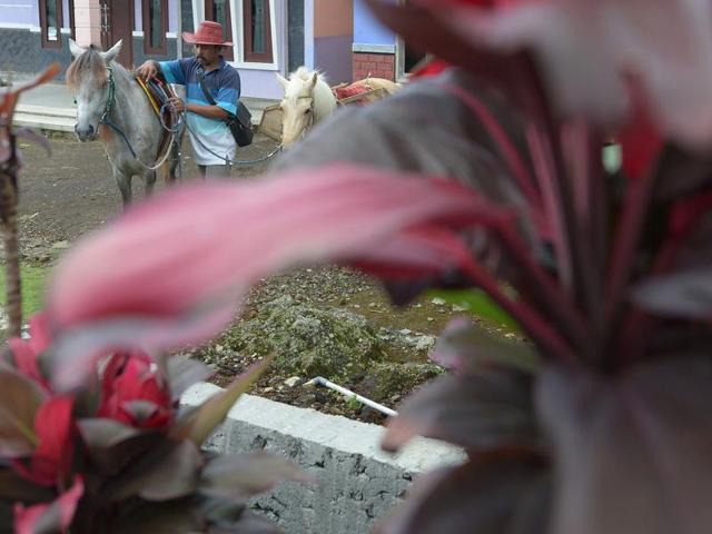 Ridwan Sururi prepares Luna (white) and Germanis (grey), two horses dedicated for his ’moving library’ in Serang, Indonesia on March 30, 2016.  (AFP) 