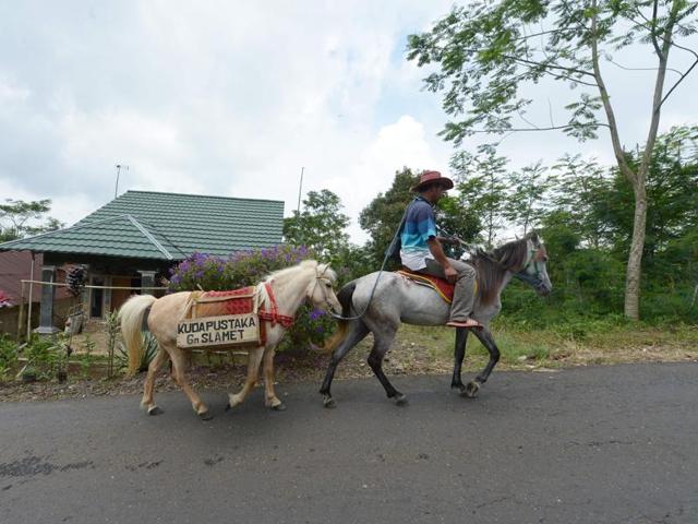 Ridwan rides Germanis, which is followed by Luna. A 43-year-old professional horse groomer, Ridwan,  devised a unique way to encourage the habit of reading in his district.  (AFP) 