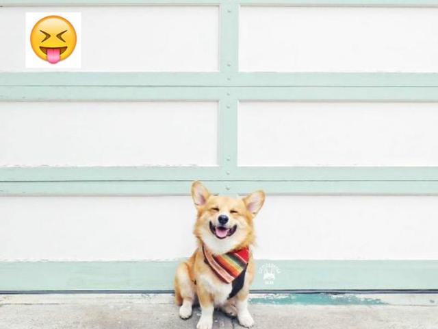 “I may not have balls to catch Pokémons but at least I have my Charm(ander).” (Instagram/littlecooperbear) “I may not have balls to catch Pokémons but at least I have my Charm(ander).” (Instagram/littlecooperbear)