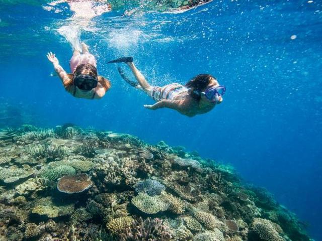 There are reefs with lush gardens of corals, deep canyons and walls, multihued fish and plenty of big swimmers like sharks, turtles and manta rays. (Instagram) 