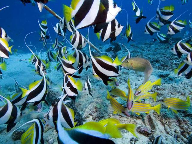 Manta Ray Island: Drawaqa island in the Yasawas has become so well known for its visiting mantas that it has recently rebranded itself as Manta Ray Island. The elegant rays frequent the stretch of water between Drawaqa and nearby Nanuya Balavu island. (Instagram) 