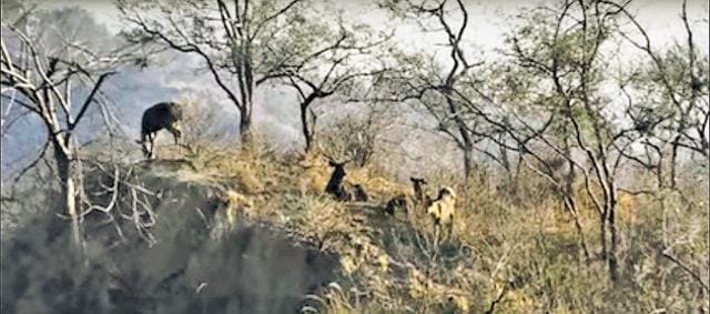Sambars rest on a rugged Siswan hillock. (Photo from ‘Siswan Atmosphere’, a documentary by VS Dhantewal) Sambars rest on a rugged Siswan hillock. (Photo from ‘Siswan Atmosphere’, a documentary by VS Dhantewal)