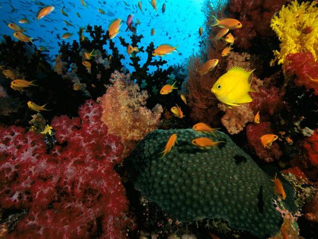 The Namena Marine Reserve is off Savusavu on the south of Vanua Levu. It’s a great example of local conservation, as traditional fishing rights have evolved into community protection for the entire area. As a result, there’s a particularly diverse fish population, including large pelagics. (Instagram) 