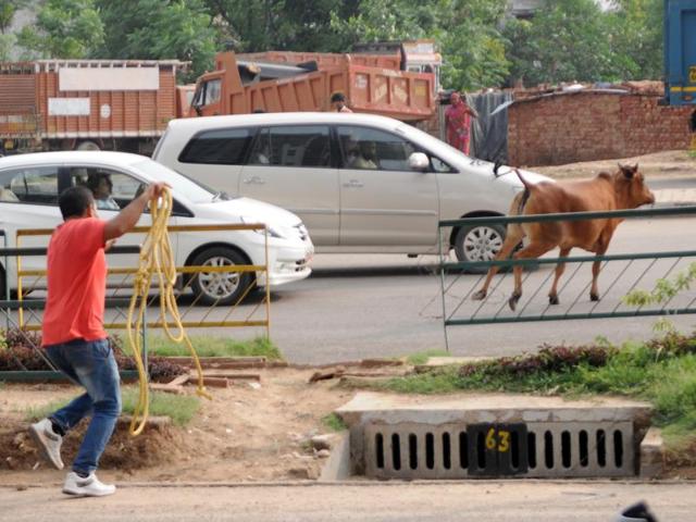 A municipal employee trying to catch a stray cow in SAS Nagar on Friday. (Anil Dayal/HT Photo)