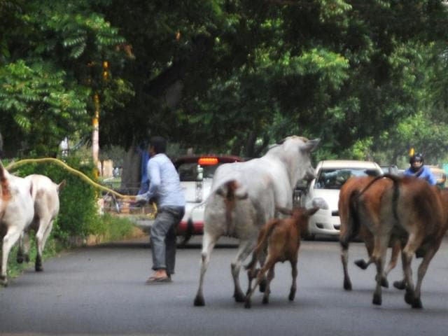 The MC has caught around 600 stray cattle in the town this year (Anil Dayal/HT Photo)