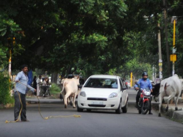 Stray cows cause inconvenience to the commuters on road in SAS Nagar on Friday. (Anil Dayal/HT Photo)