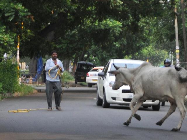 A cattle running in the middle of the road in SAS Nagar on Friday. (Anil Dayal/HT Photo)