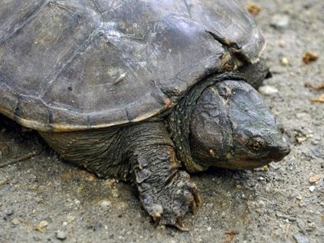 Nearly 400 diamondback terrapins have turned up on the airport’s property this year, most near the sandy turf bordering runways where they lay eggs and build nests.(Representative Photo)