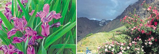 (From left) Irises bloom from a Drass meadow; and wild roses on a slope overlooking the national highway at Drass. (Photos: Prashant K Awale) (From left) Irises bloom from a Drass meadow; and wild roses on a slope overlooking the national highway at Drass. (Photos: Prashant K Awale)