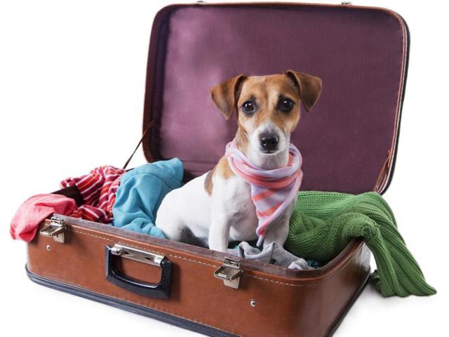 What a pet project! Flyers caught smuggling dogs in check-in luggage ...