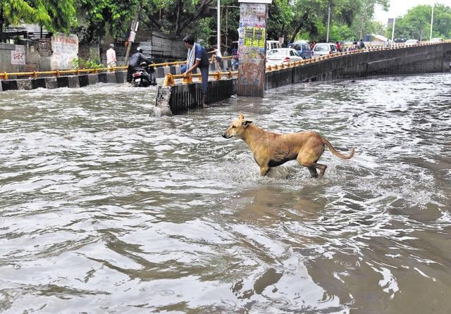 The storm water should be soaked up by green patches along the roads and pavements, recharging local aquifers. (S. Burmaula/HT Photo) The storm water should be soaked up by green patches along the roads and pavements, recharging local aquifers. (S. Burmaula/HT Photo)