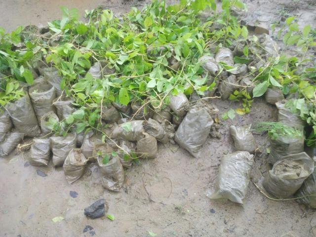 Besides uprooting 3,000 saplings, 2,000 saplings kept for plantation were also destroyed in the Aravallis.(HT Photo) Besides uprooting 3,000 saplings, 2,000 saplings kept for plantation were also destroyed in the Aravallis.(HT Photo)