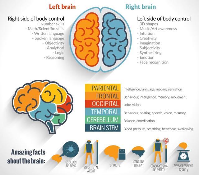 To each their own: Cognitive, aerobic exercises impact brain ...