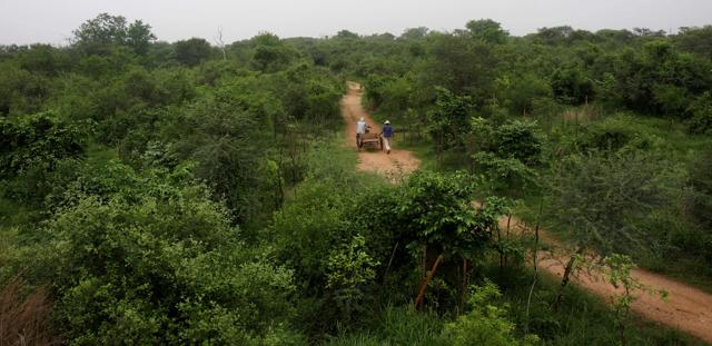 Many species have been spotted at Asola Bhatti Wildlife Sanctuary.(HT File) Many species have been spotted at Asola Bhatti Wildlife Sanctuary.(HT File)
