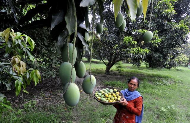 One is reminded of a yesteryear Punjabi song in which the girl implores her love to raise an umbrella over her so that she may suckle the mango in peace: “ (HT Photo)