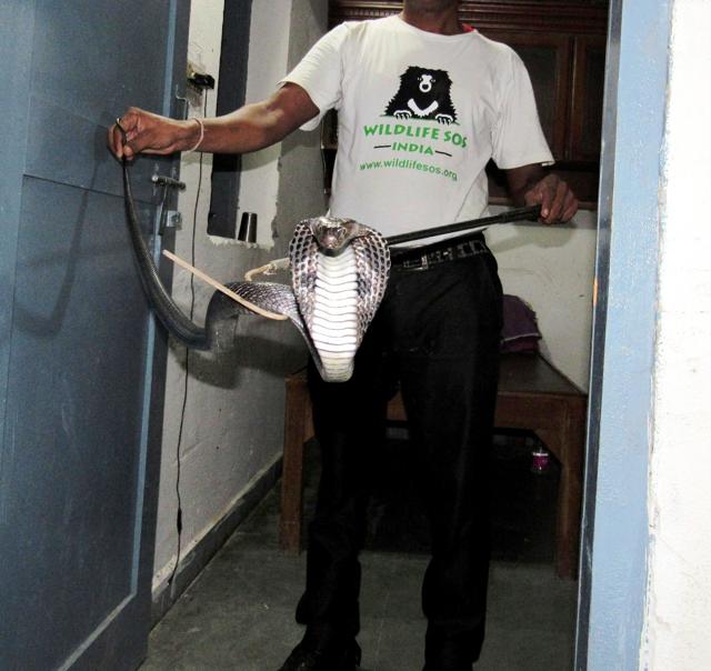 On Tuesday, Wildlife SOS rescued a 4.5 foot long cobra from a farmhouse in Dera Mandi, near Chhatarpur. The snake is currently kept under observation and will soon be released back into its natural habitat. (Photo courtesy: WILDLIFE SOS) On Tuesday, Wildlife SOS rescued a 4.5 foot long cobra from a farmhouse in Dera Mandi, near Chhatarpur. The snake is currently kept under observation and will soon be released back into its natural habitat. (Photo courtesy: WILDLIFE SOS)