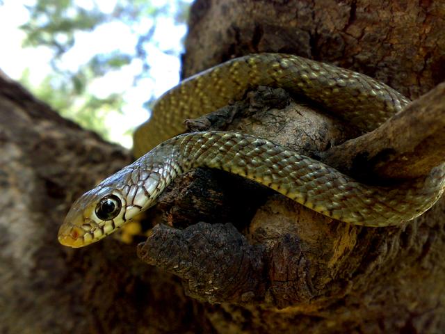 Common Rat Snake (Surya Prakash)
